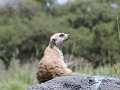 A meerkat on the lookout - Disneys Animal Kingdom FL (3719408)